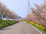 桜まつり開催地（2020年4月）