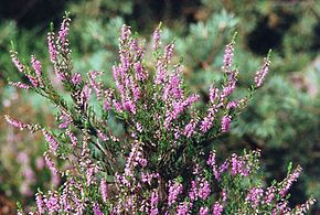 Description de l'image Calluna vulgaris 1.jpg.