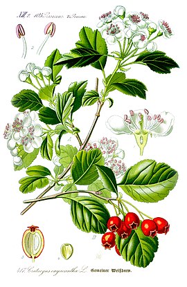 Crataegus laevigata