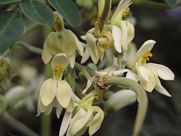 Aliejinė moringa (Moringa oleifera)