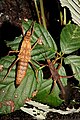 Pärchen von Tisamenus cervicornis 'Pocdol'