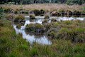 Natuurgebied De Liereman, Oud-Turnhout, veen en moeras