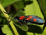 Zygaena angelicae – seitlich