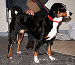 Appenzeller sennenhund