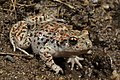 Iberian midwife toad (Alytes cisternasii)