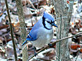 Cyanocitta cristata cristata màu sáng ở quận Johnston, North Carolina