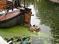 Coots nesting on the rudder of a moored sailing barge, Little Venice, London