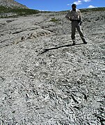 Débris calcaires en « frites », Colmars (Alpes-de-Haute-Provence, France).