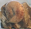 Ein Exemplar von Hoploscaphites aus Nordamerika. Die Gehäuseform weicht von der einfachen Spirale ab