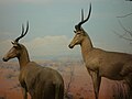 In de African Hall of the Kimball Natural History Museum.