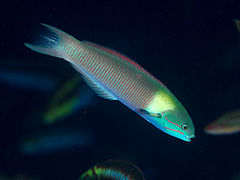 Thalassoma amblycephalum