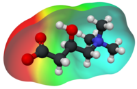 Electric charge density distribution on an L-carnitine molecule.