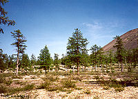 Aziatische larix rond de Kolyma