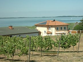 Germany's northernmost vineyard in Loddin (Usedom Island)