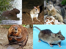 Acima, da esquerda pra direita: capivara, Pedetes, Callospermophilus lateralis. Abaixo, da esquerda pra direita: castor, camundongo. Representam as subordens Hystricomorpha, Anomaluromorpha, Sciuromorpha, Castorimorpha e Myomorpha, respectivamente.