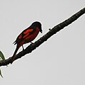 Male at Jayanti in Buxa Tiger Reserve in Jalpaiguri district of West Bengal, India.