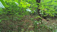 Schwarzer Deich bei Sahlenburg stark von Vegetation überwachsen