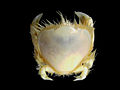 Ketam thumbnail, Thia scutellata