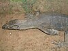 Bengalenwaran (Varanus bengalensis)