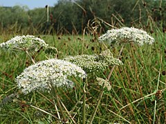 Gulhvite blomster i skjerm