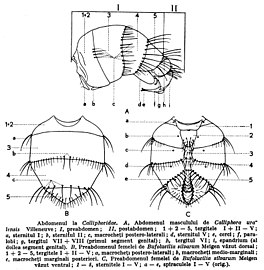 Abdomen of Calliphora