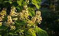 Closeup of mature Catalpa ovata at sunset