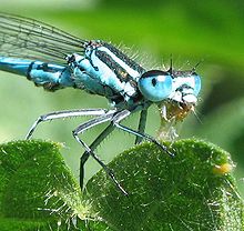 Agrion jouvencelle