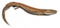 An artist's reconstruction of Crassigyrinus