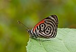 Mariposa Diaethria marchalii