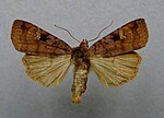 Diarsia brunnea – Specimen