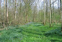 Vue d'une forêt au sous-bois couvert de Jacinthe des bois.