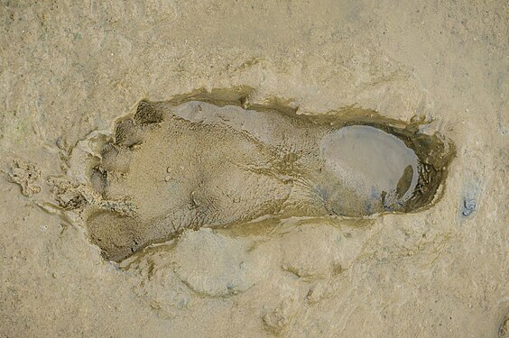 muddy footprint