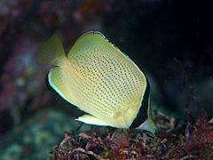 Chaetodon citrinellus