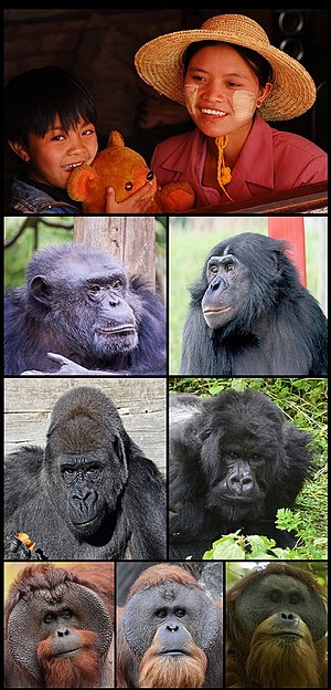 Le octo species vive de hominides, un genere per linea: (1) humano; (2) chimpanze commun, bonobo; (3) gorillas occidental e oriental; (4) orangutanes de Borneo, de Sumatra, e de Tapanuli.