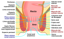 Human anus-es.svg