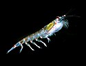 Antarktisk krill