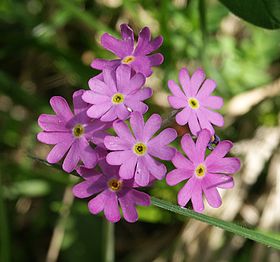 Primula farinosa