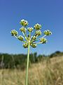 Pferde-Sesel (Seseli hippomarathrum), in Österreich gefährdet.