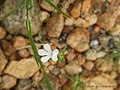 Striga angustifolia