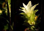 Turmeric flower