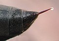 Wasp stinger at Venom by Pollinator.