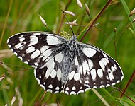 Galathea Melanargia galathea