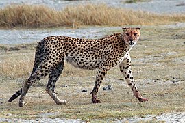 Guépard (Acinonyx jubatus).