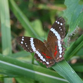 Anartia fatima