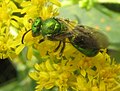 Augochloropsis Pensilvania