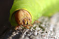 Close-up of a caterpillar face.