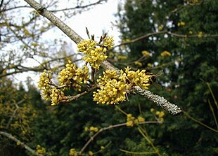 Kirsebærkornel (Cornus mas) i blomstring den 1. april.