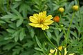 Cosmos sulphureus