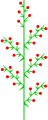 Heterothetic compound raceme