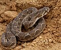 Echis carinatus, the saw-scaled viper.